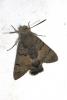 Macroglossum stellatarum